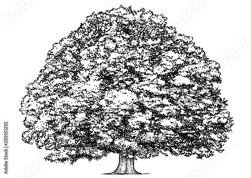 Oak tree illustration, drawing, engraving, ink, line art, vector