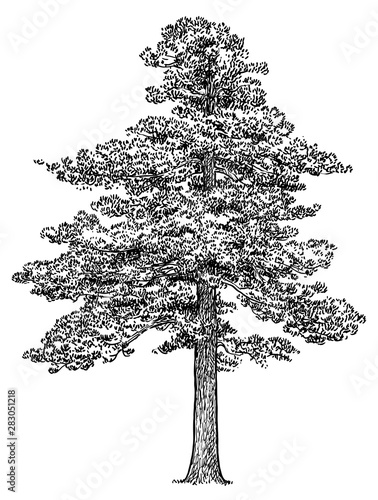 Scots pine tree illustration, drawing, engraving, ink, line art, vector