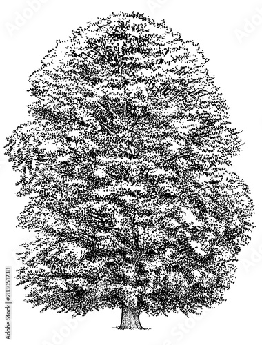 Beech tree illustration, drawing, engraving, ink, line art, vector