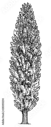 Poplar tree illustration, drawing, engraving, ink, line art, vector
