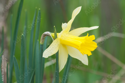 Narcissus flower in spring