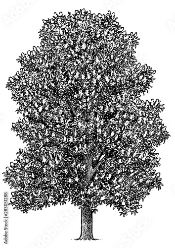 Horse chestnut illustration, drawing, engraving, ink, line art, vector