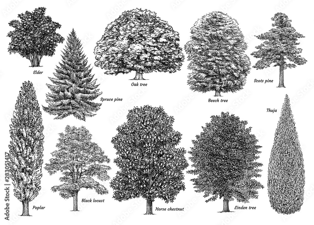 Tree collection, illustration, drawing, engraving, ink, line art ...