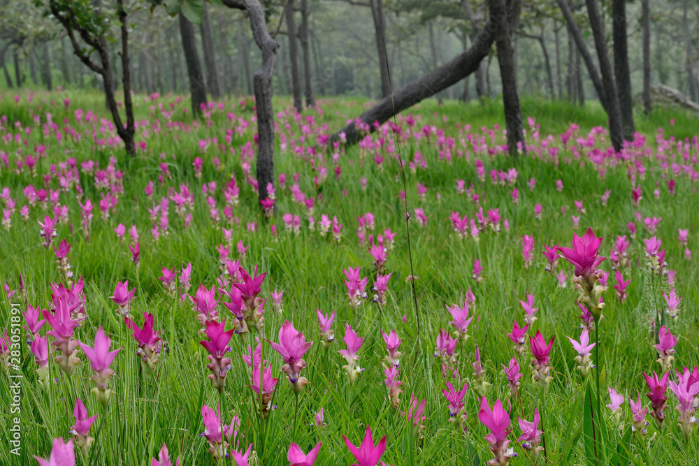 Beautiful pink flowers and morning mist in the tropical forest of Thailand. Close up Siam tulip flowers.