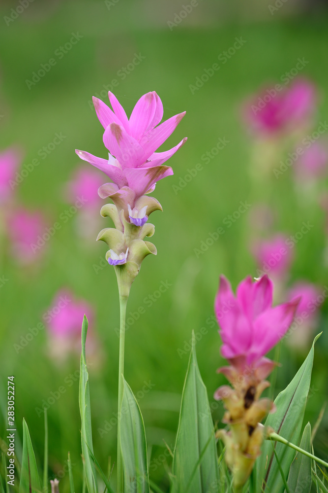 Beautiful pink flowers and morning mist in the tropical forest of Thailand. Close up Siam tulip flowers. Beautiful pink flowers and morning mist in the tropical forest of Thailand. Close up Siam tulip flowers.