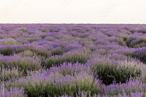 Blooming fields of lavender in Moldova.