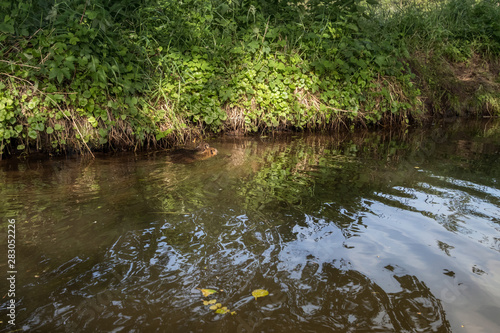 Sumpfbiber, Biberratte, Nutria, Myocastor coypus im Wasser, Spreewald, Brandenburg, Deutschland