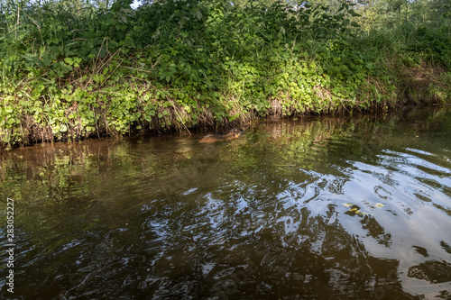 Sumpfbiber, Biberratte, Nutria, Myocastor coypus im Wasser, Spreewald, Brandenburg, Deutschland © dreamcatcher