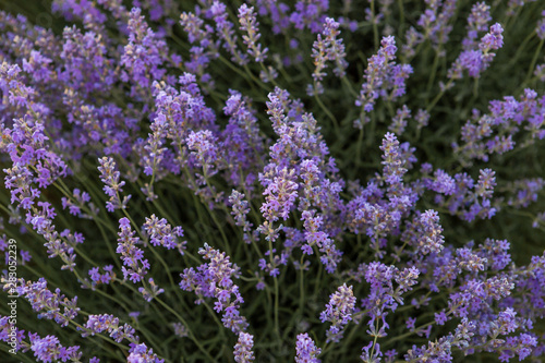 Lavender bush growing in lavender field.