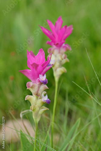 Beautiful pink flowers and morning mist in the tropical forest of Thailand. Close up Siam tulip flowers.