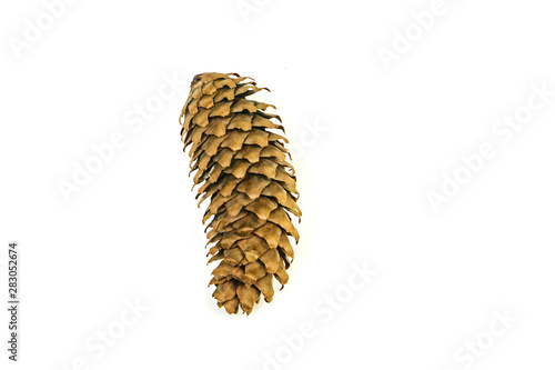 pine cone isolated on white background for Christmas decorative.