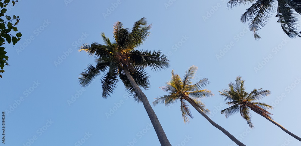 Fototapeta premium nature sky Palm tree