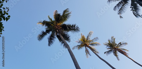 nature sky  Palm tree