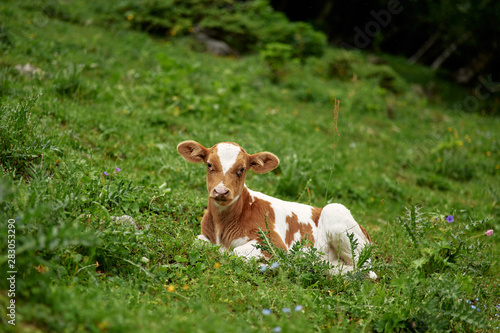 young calf lies on the green grass and looks at camera. Copy space