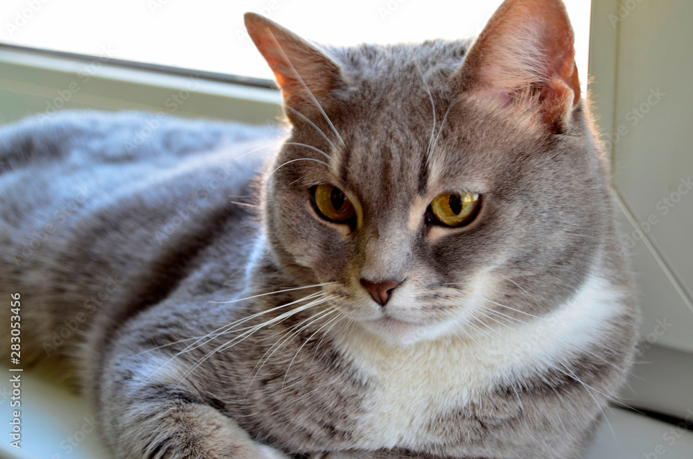Beautiful gray cat with yellow eyes lies on the windowsill, portrait