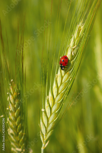 Red ladybug in the cereals (on the ear of  triticale), cornfield, green background