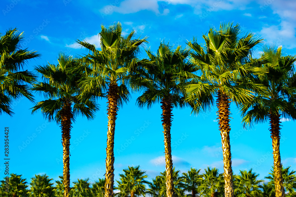 Palm trees. In the background turquoise blue sky and fluffy white clouds. In the distance you can see a large number of palm trees. The sun is shining, Daytime.