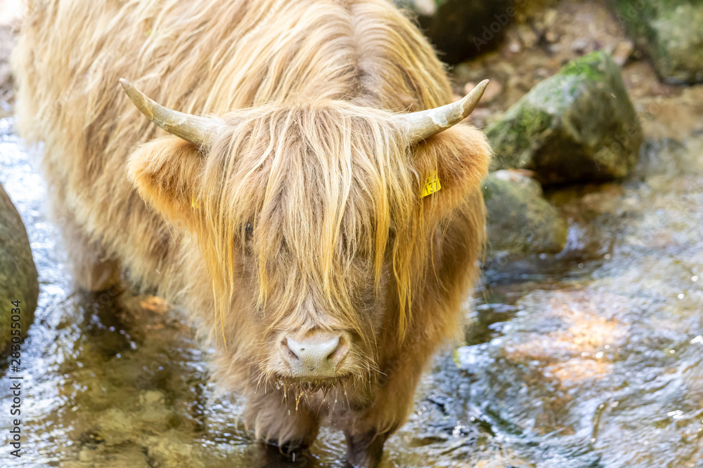 Fototapeta premium Highland-Cattle Highland