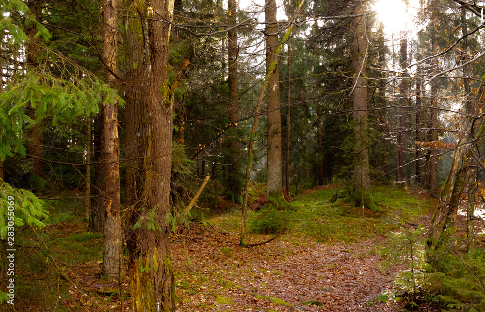 Vienna woods. Through coniferous trees, pines, the sun's rays make their way. The photo is Dominated by green, trees and moss, as well as brown tree trunks and orange fallen leaves on the ground