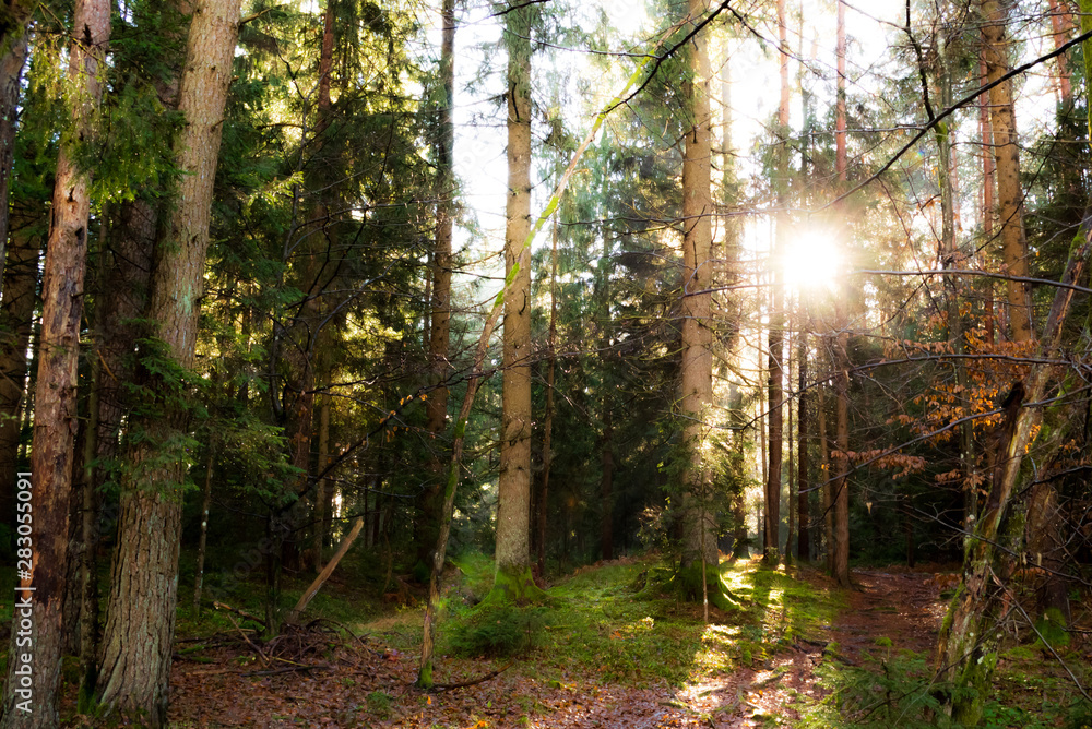Obraz premium Vienna woods. Through coniferous trees, pines, the sun's rays make their way. The photo is Dominated by green, trees and moss, as well as brown tree trunks and orange fallen leaves on the ground