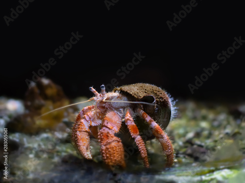 Fotografia Red hermit crab. Underwater photography. Space for text
