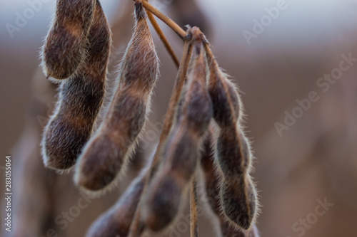 Macro detail and high productivity soybean pods