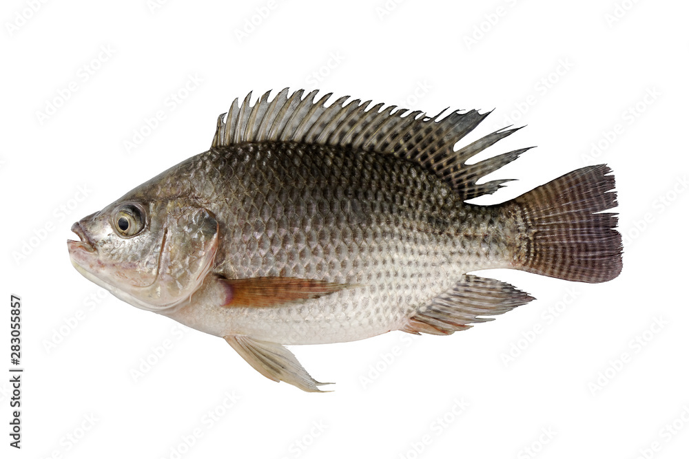 fresh Tilapia fish isolated on white background fresh Tilapia fish isolated on white background