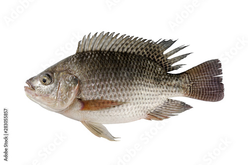 fresh Tilapia fish isolated on white background