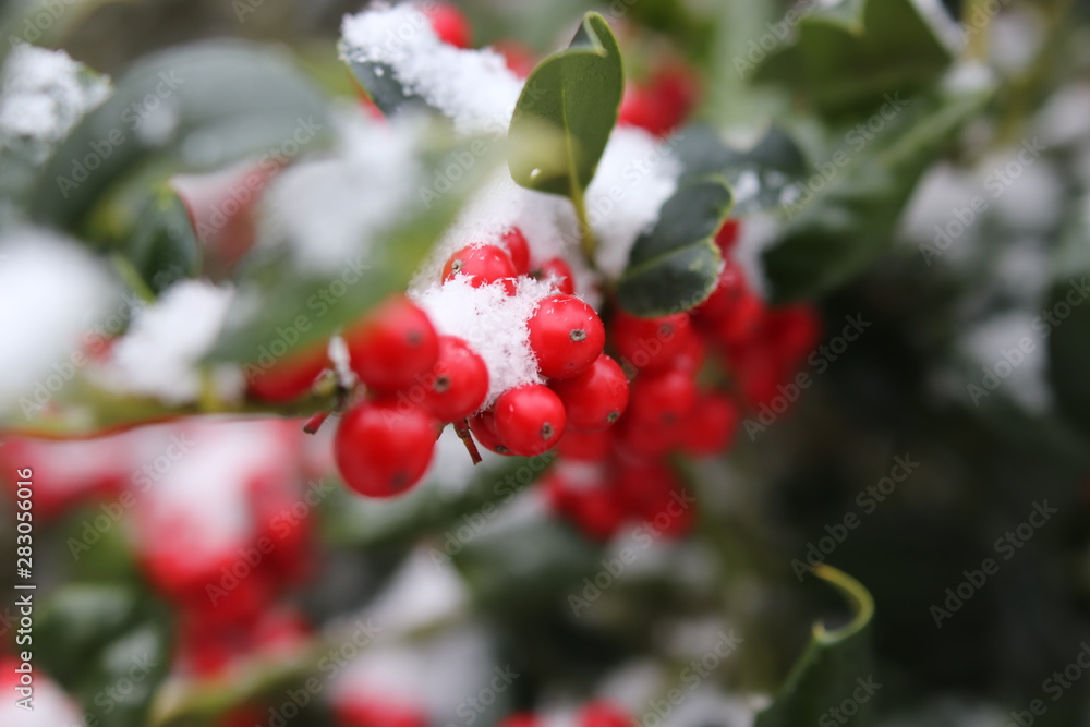 Vogelbeeren im Winter Vogelbeeren im Winter