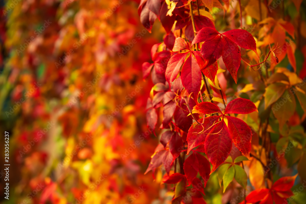 Wild grape red leaves Wild grape red leaves