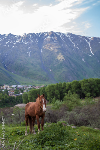 Horse grazing in mountains valley