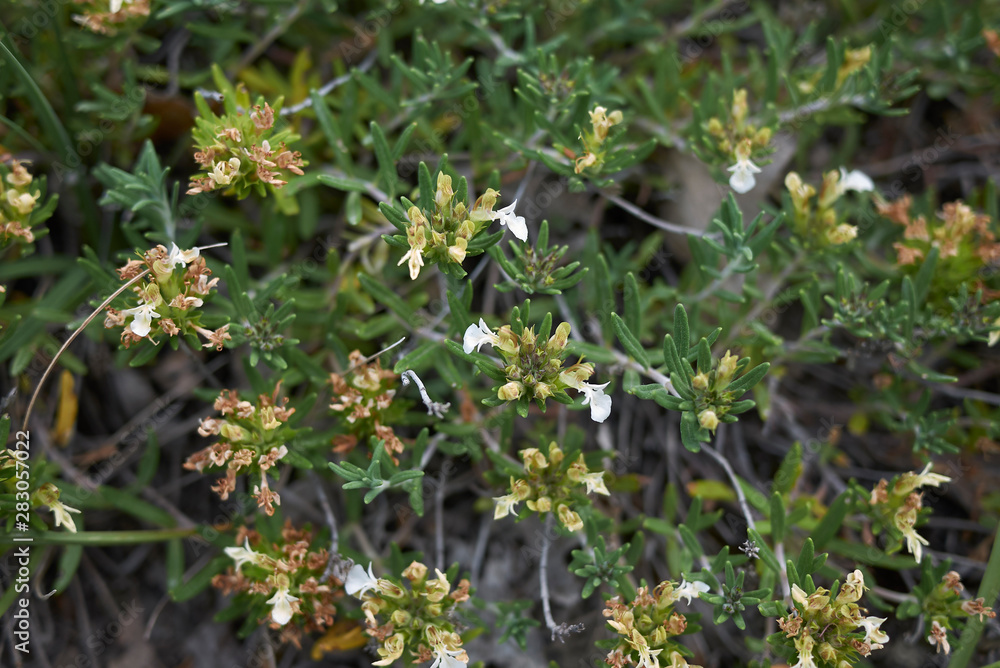 Teucrium montanum Teucrium montanum