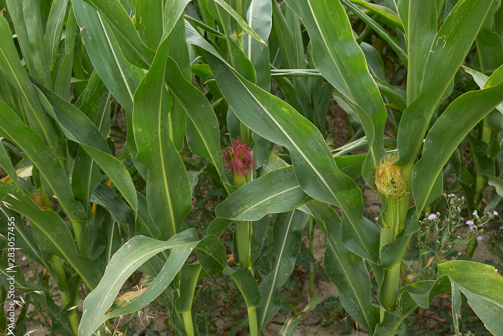 Fototapeta premium Zea mays