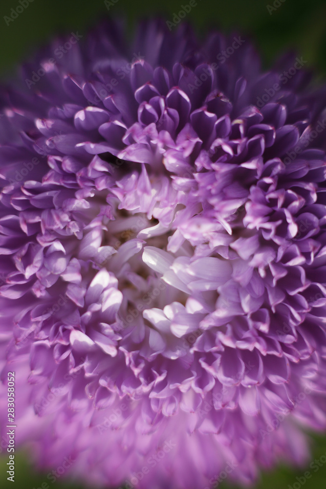Floral wallpaper, purple chrysanthemum flower, macro photography.