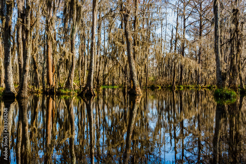 Cypress tree trunks and their water reflections in the swamps near New Orleans, Louisiana during the autumn season