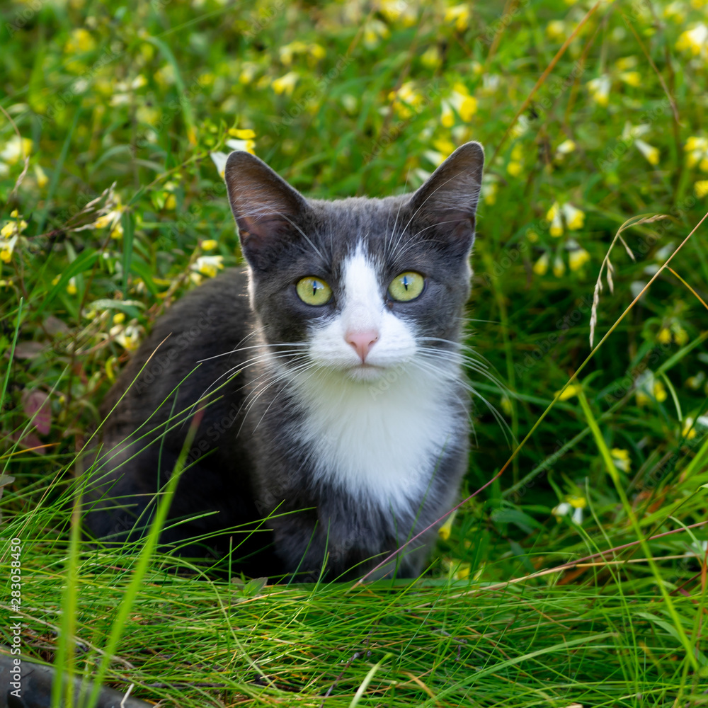 Gray cat is sitting in the grass in the meadow. Close-up. Gray cat is sitting in the grass in the meadow. Close-up.