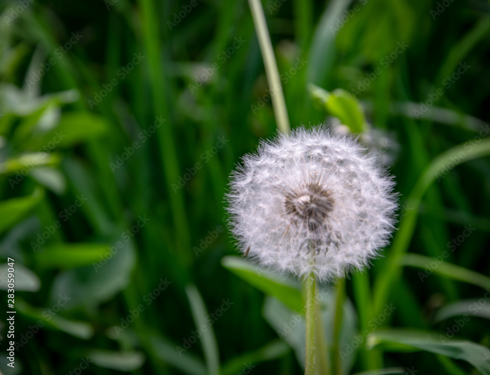 Obraz premium Dandelion close-up