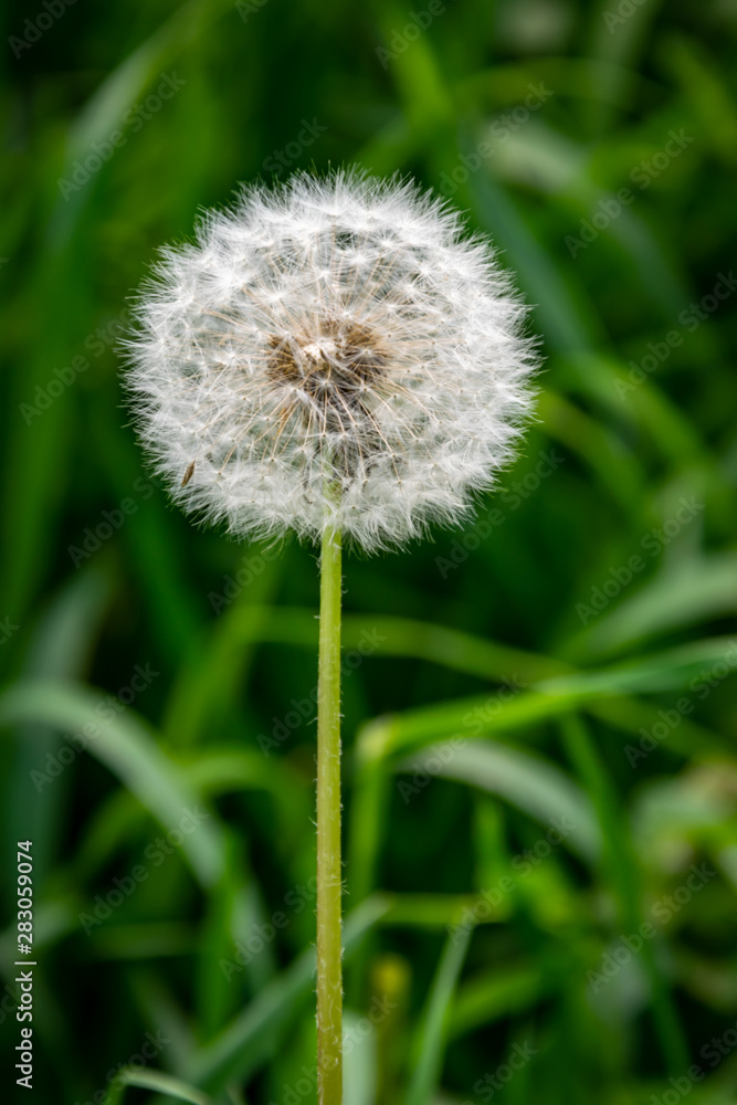 Dandelion close-up 3 Dandelion close-up 3