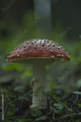Amanita. Poisonous mushroom. Growing in the forest. Amanita muscaria.