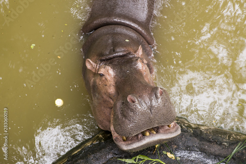 Canvas Print hippopotamus in water