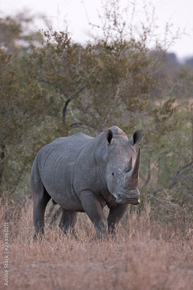 Fototapeta premium white rhinoceros, square lipped rhinoceros, ceratotherium simum, Kruger national park, South Africa