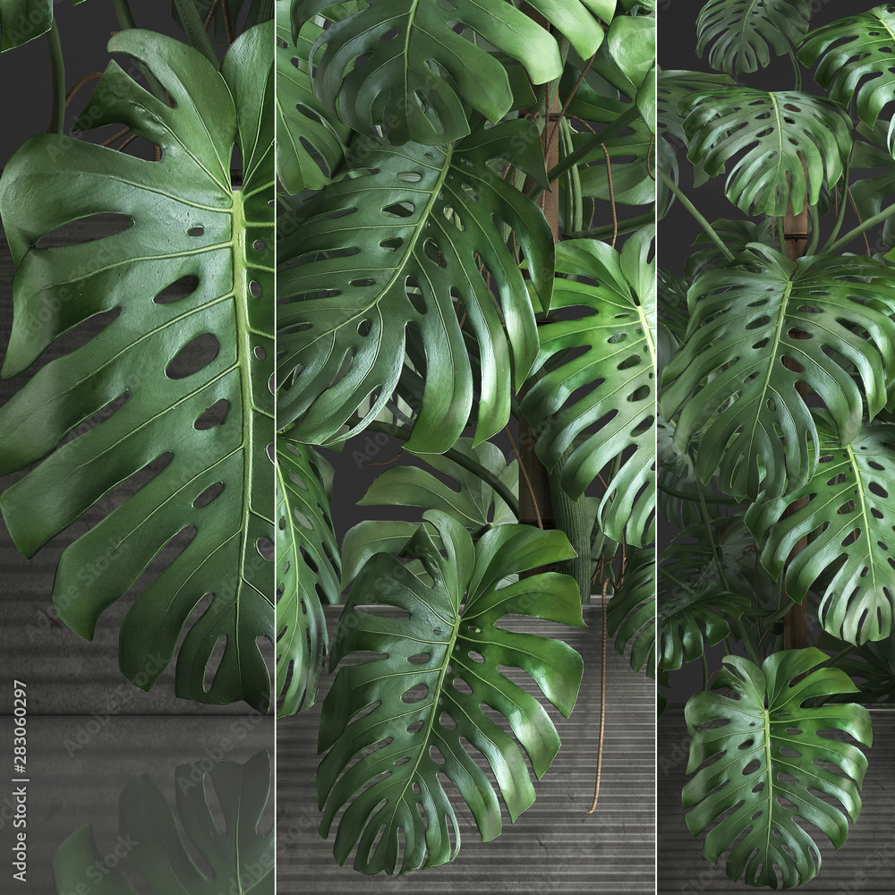 Obraz premium Monstera leaves