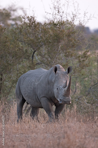 white rhinoceros  square lipped rhinoceros  ceratotherium simum  Kruger national park  South Africa