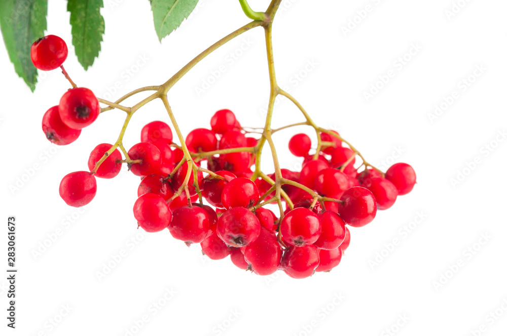 Rowan berries isolated on white background Rowan berries isolated on white background