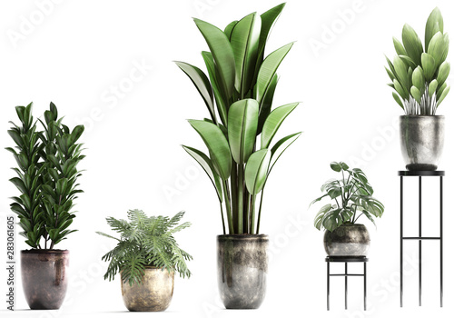 collection of ornamental plants in pots