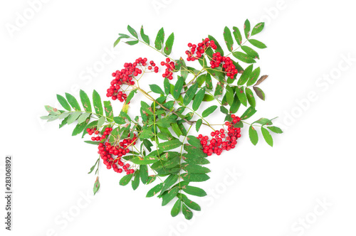 Branches rowanberry isolated on white background