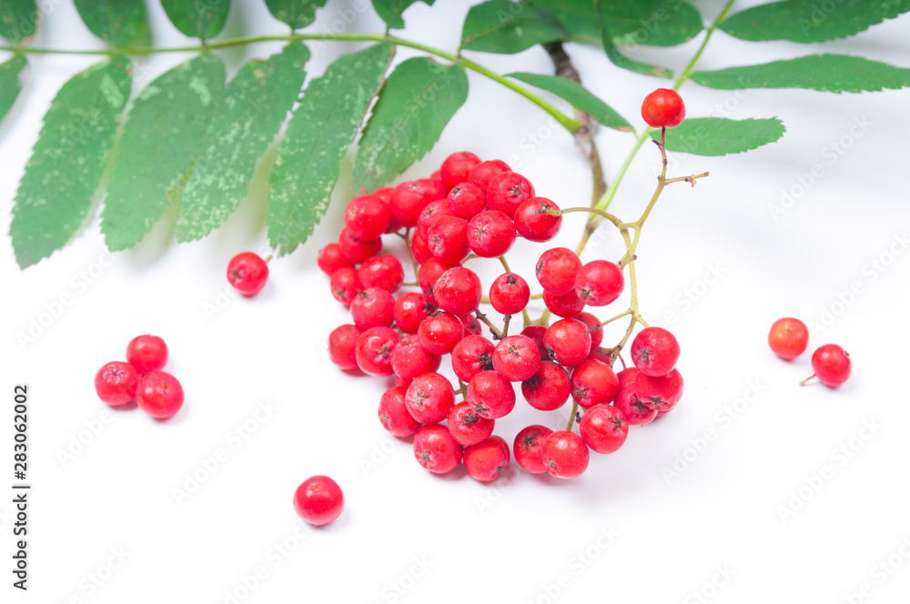 Rowan berries close up on white background