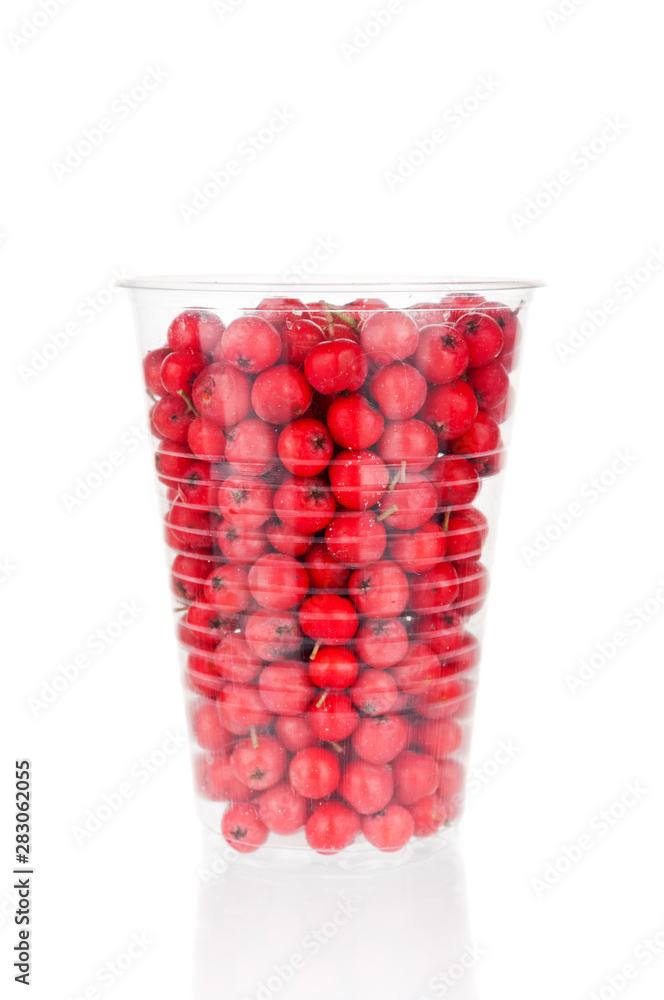Ripe rowan berries in plastic cup isolated on white background