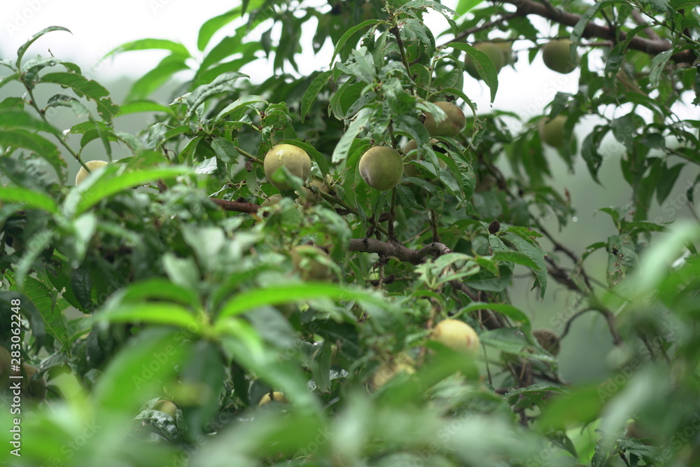 green&fresh peach 🍑 on a tree..