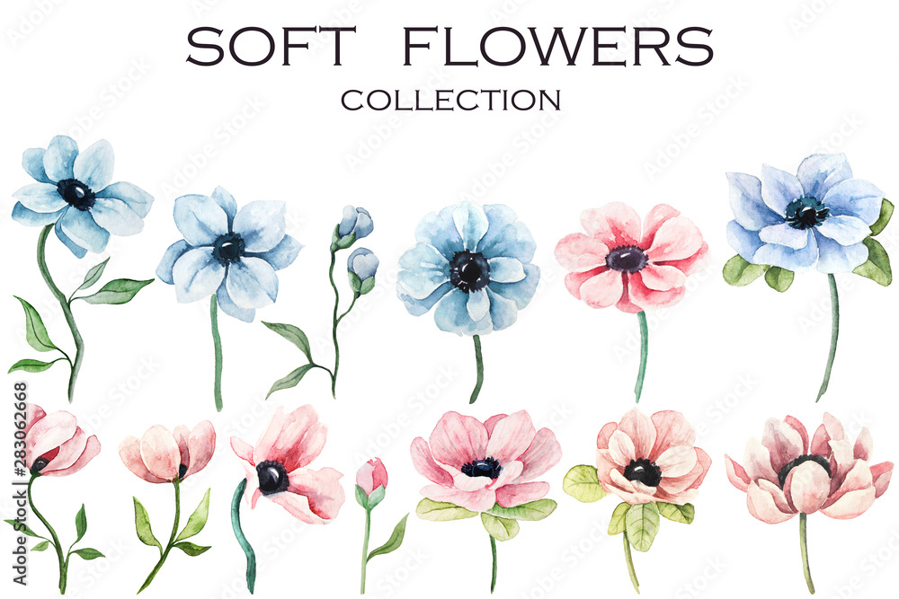 Big collection of watercolor detailed botanical flowers Big collection of watercolor detailed botanical flowers